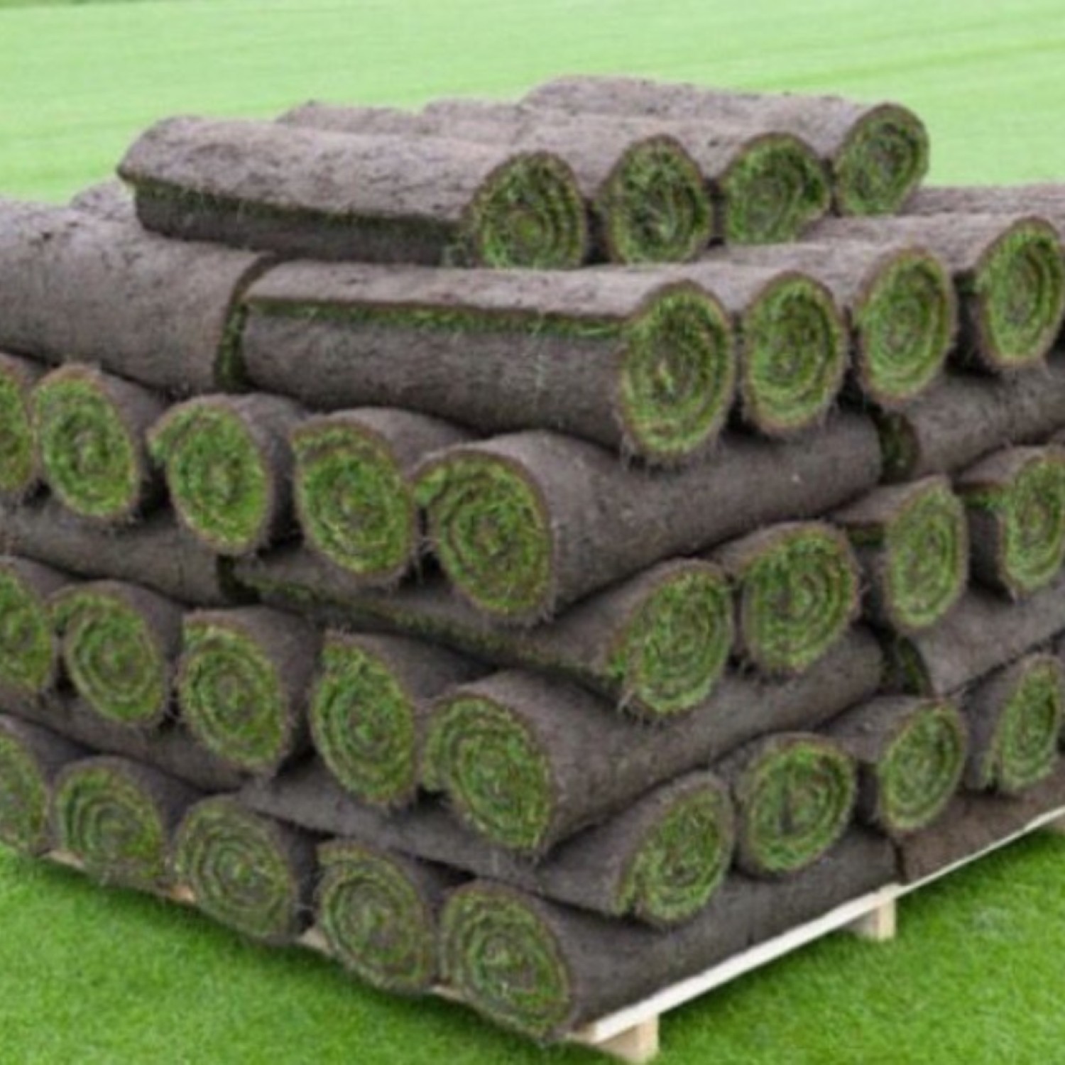 Family Garden Turf