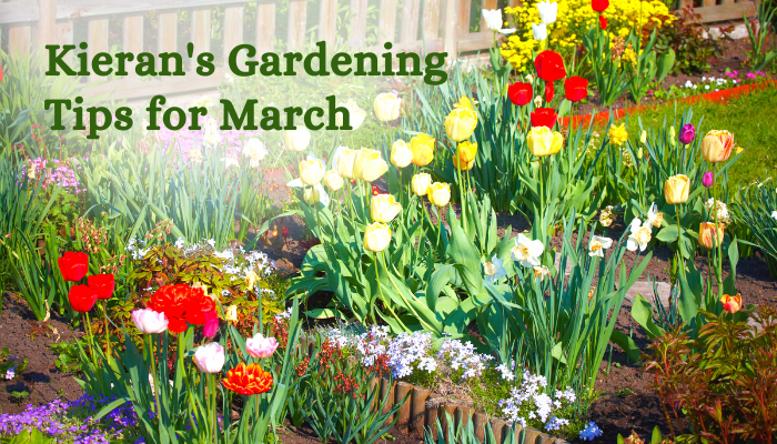 Which gardening jobs can you do in March in the UK? See Kieran's Gardening Tips & Jobs for March.