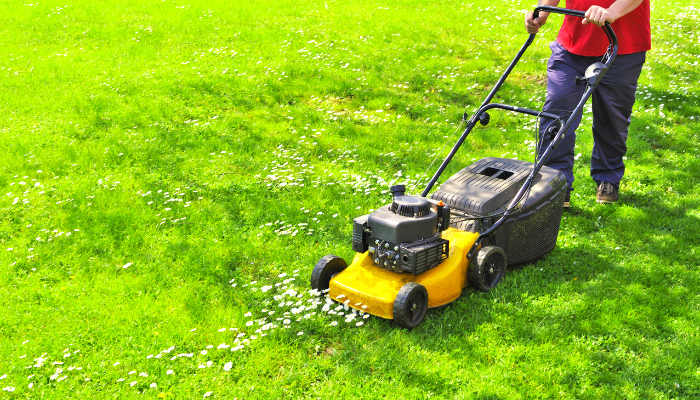 how to look after your lawn in summer