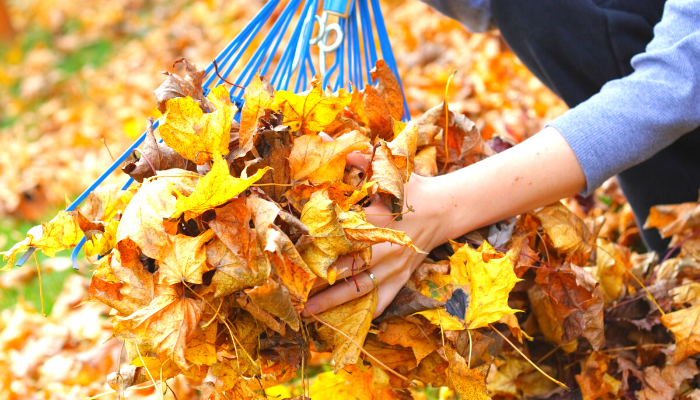 autumn gardening jobs rake leaves from lawn