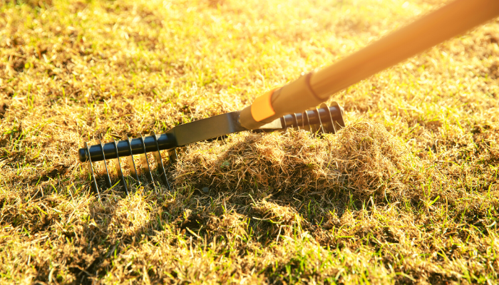 autumn gardening jobs scarify and aerate your lawn