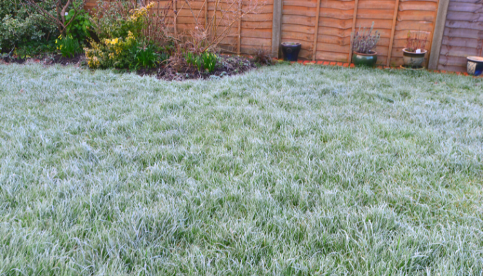 Should you cut your grass in winter?
