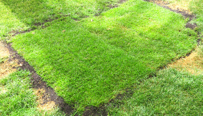 Lawn repair using turf