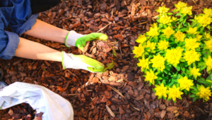 Add a thick layer of mulch to beds and borders