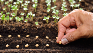 March garden jobs and tips. Sow sweet peas and plant summer flowers, vegetables, and fruit